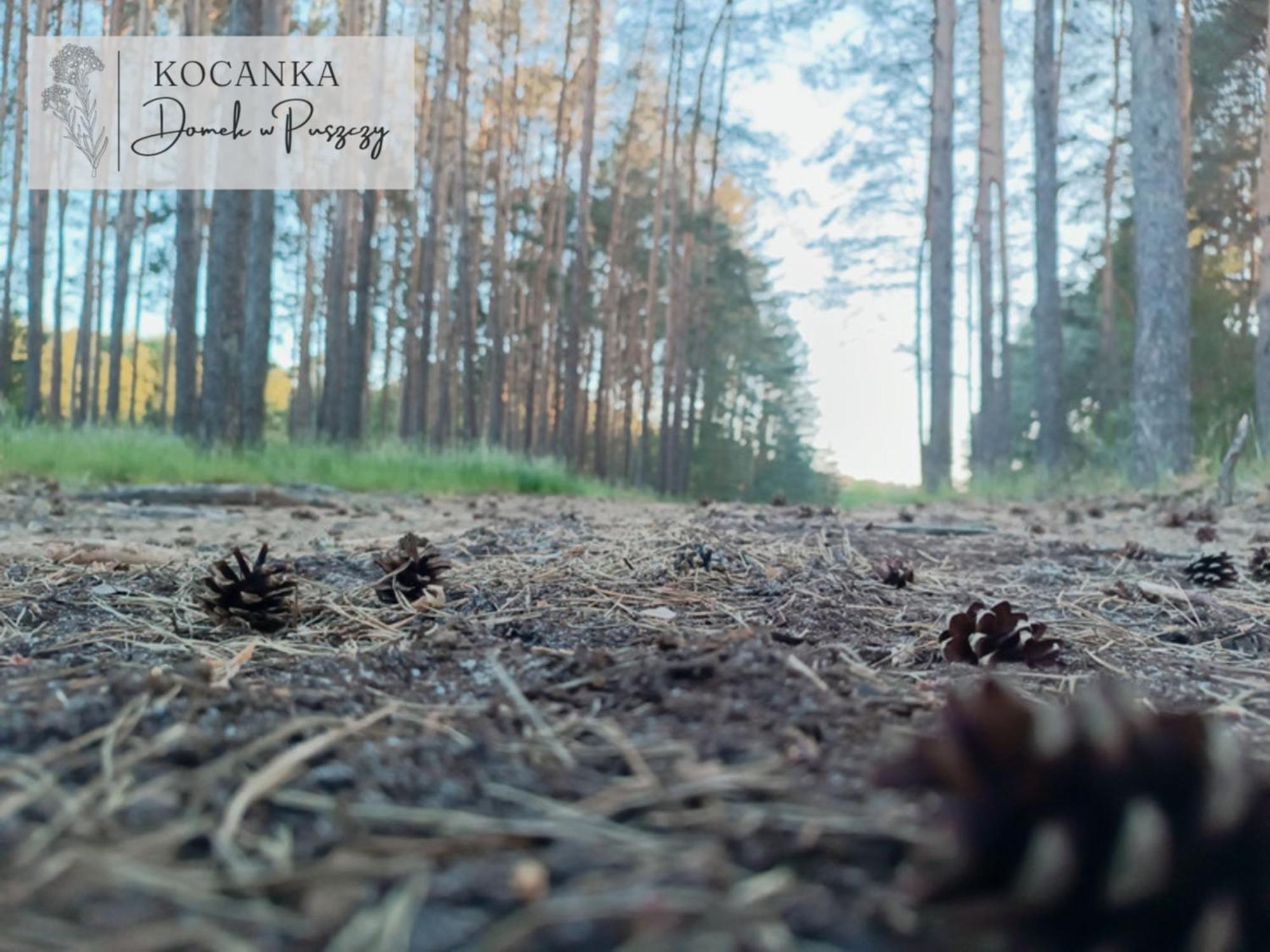 Domek W Puszczy ,,Kocanka" Mezyk Bagian luar foto
